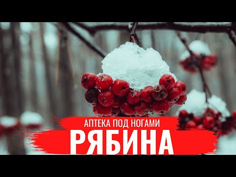 РЯБИНА / О правилах сбора, нюансах заготовки и приготовлении полезных настоев /Аптека под ногами