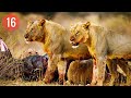 ماتسومی وارث تاج و تخت پادشاهی بوتسوانا مستند حیات وحش ماتسومی وارث تاج و تخت پادشاهی بوتسوانا مستند حیات وحش