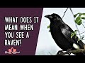 What Does It Mean When You See A Raven?