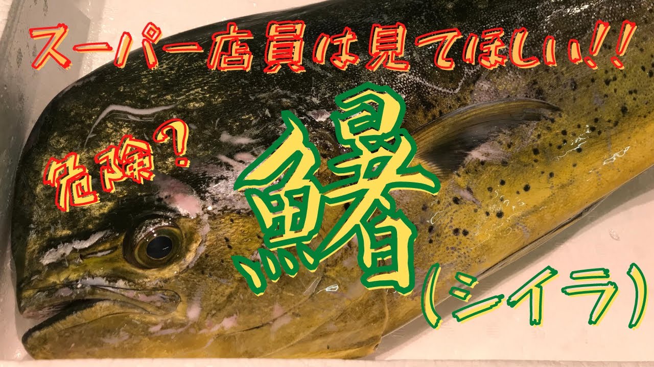 魚のおろし方 スーパー店員は見てほしい シイラおろしてみた Youtube