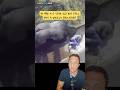 A boy fell into a gorilla enclosure, what happened next shocked everyone