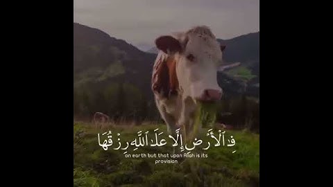 القارئ إبراهيم العسيري | سورة هود آية ٦