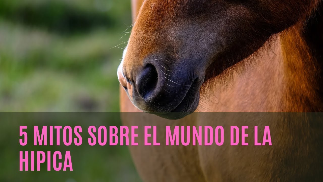 5 mitos sobre el mundo de la hipica 