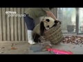 Маленькие Панды Играются В Зоопарке / Little Pandas Play In The Zoo
