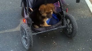 Cute Puppy and Dogs Playing Together - Animalz TV by Animalz TV 897 views 2 years ago 2 minutes, 20 seconds