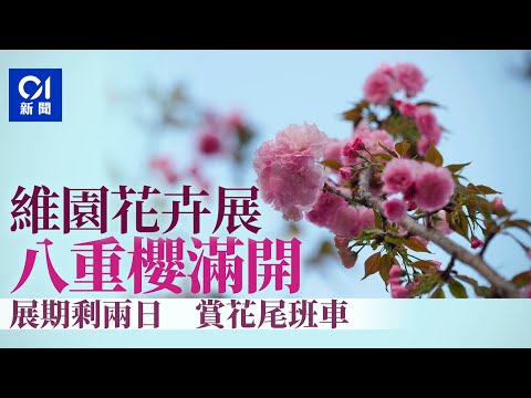 香港櫻花｜維園花卉展八重櫻滿開 天文台預測「春分」過後暴風雨｜01新聞｜春分｜花季｜花見