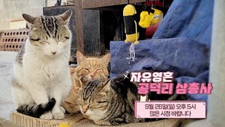 #shorts) 자유영혼 공덕리 삼총사 예고편_09월 26일 (일)_오후5시 본방사수