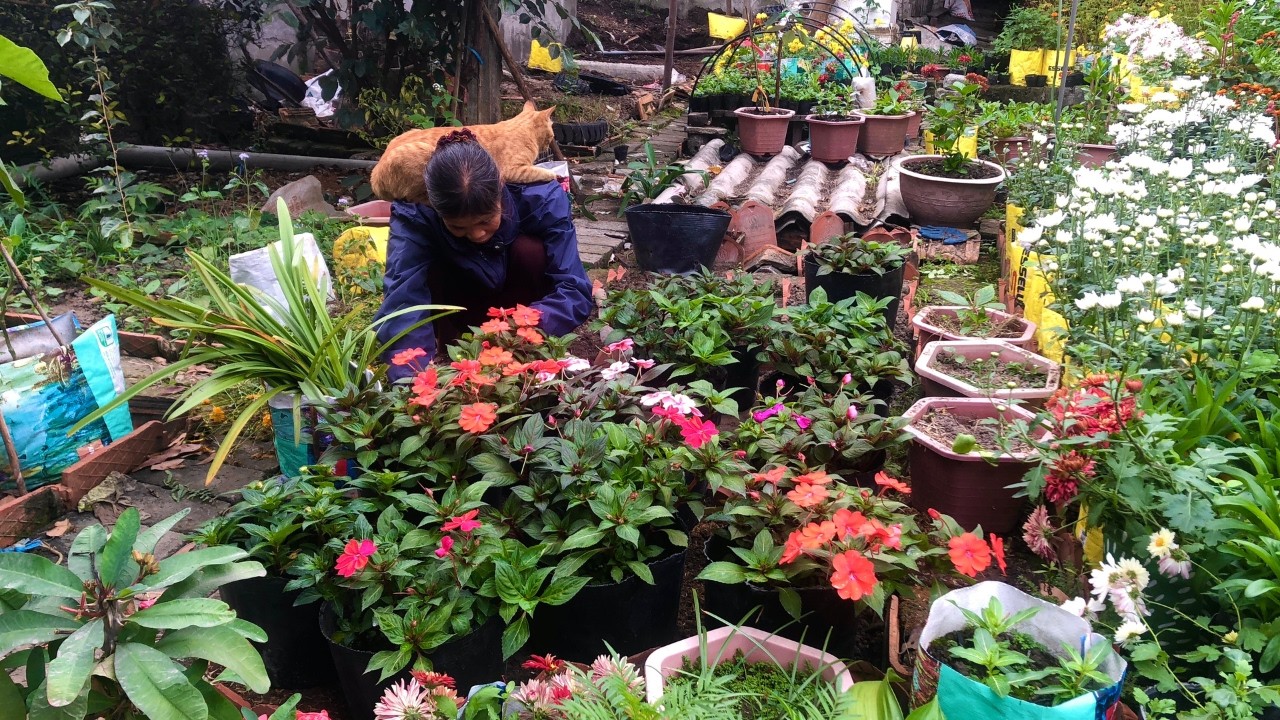 Trồng Hoa Mỗi Ngày Cùng Mèo Con - Growing Flowers Every Day with My Little Cat