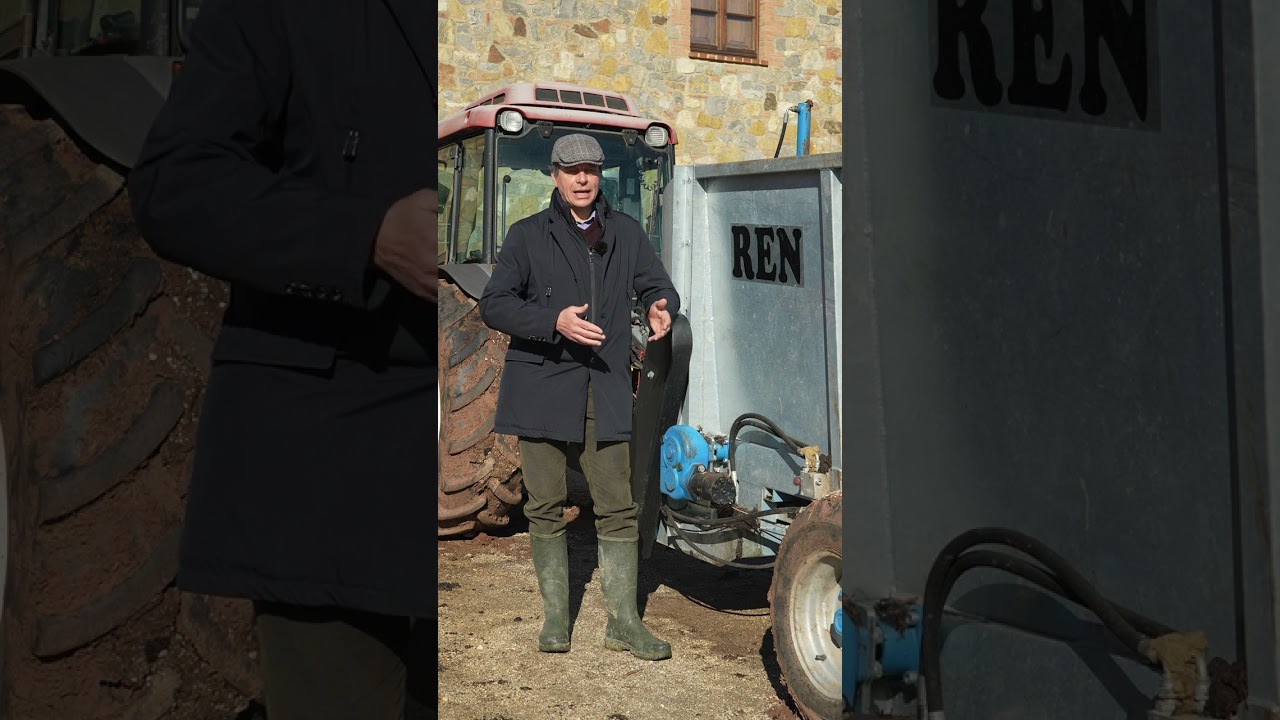 l'importanza del letame bovino in viticoltura