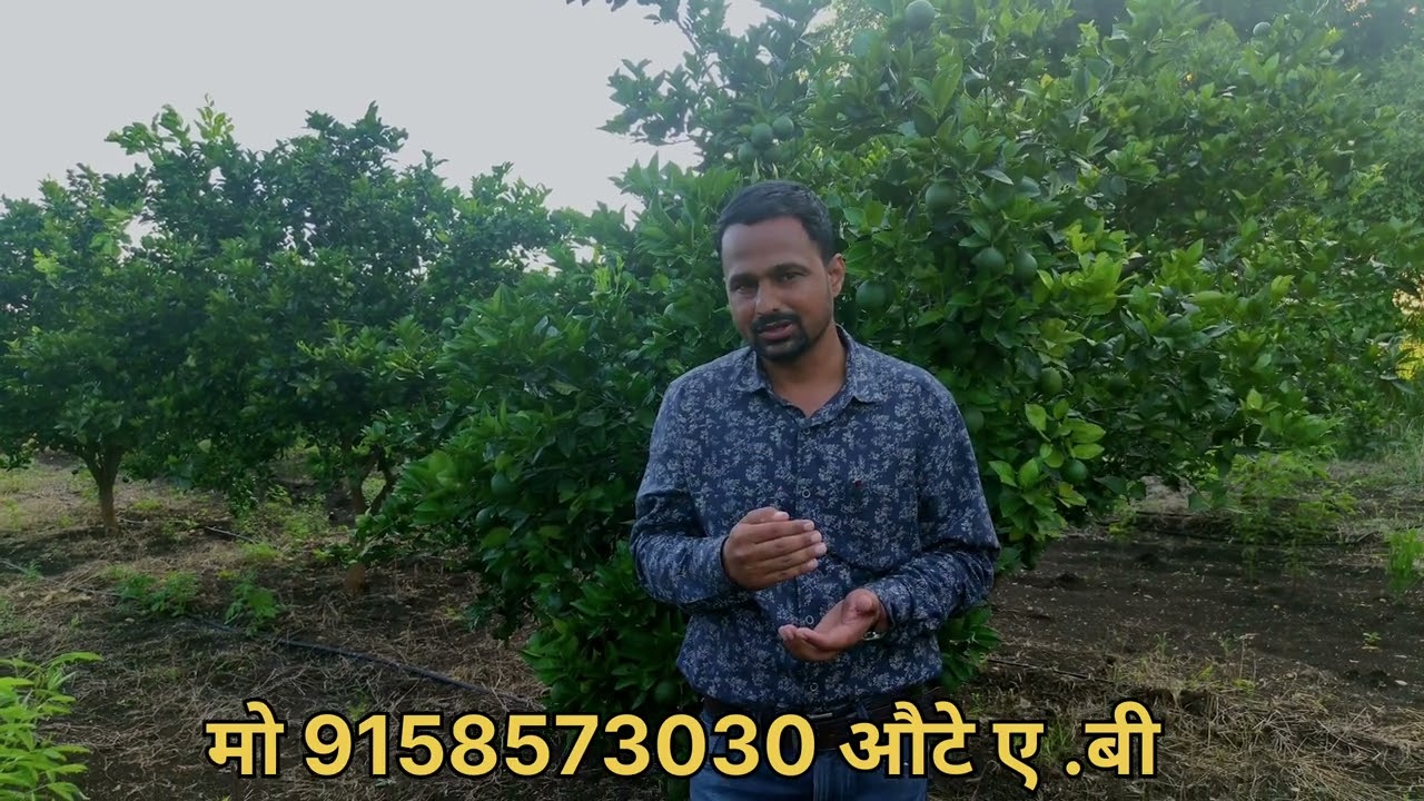 मोसंबी व संत्रा हार्वेस्टिंग नंतर चे नियोजन संपर्क श्री अनंत औटे। 9158573030