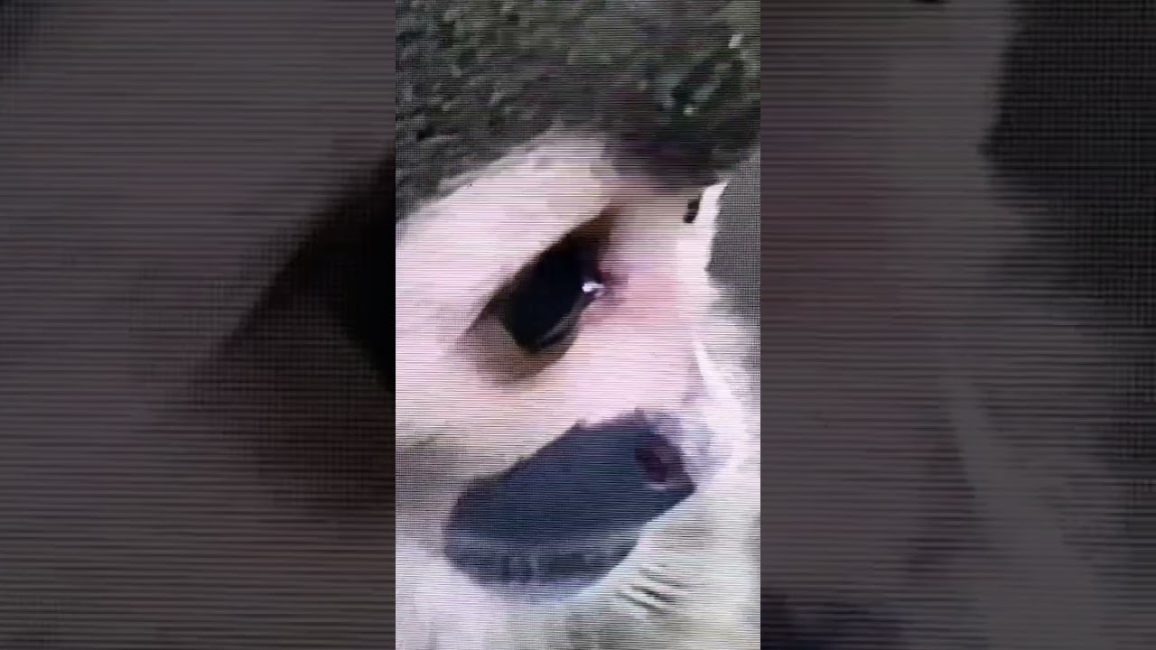 MONKEYS ARE PLAYING  🎴🎴🎴 VERY GRACEFULLY