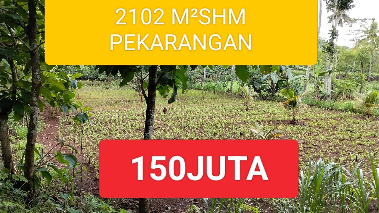 #KEBON AlPUKAT MuARAAaaaaAH@YbProperty-v4x 