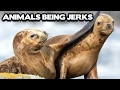 Animals being jerks compilation best funny animal compilation