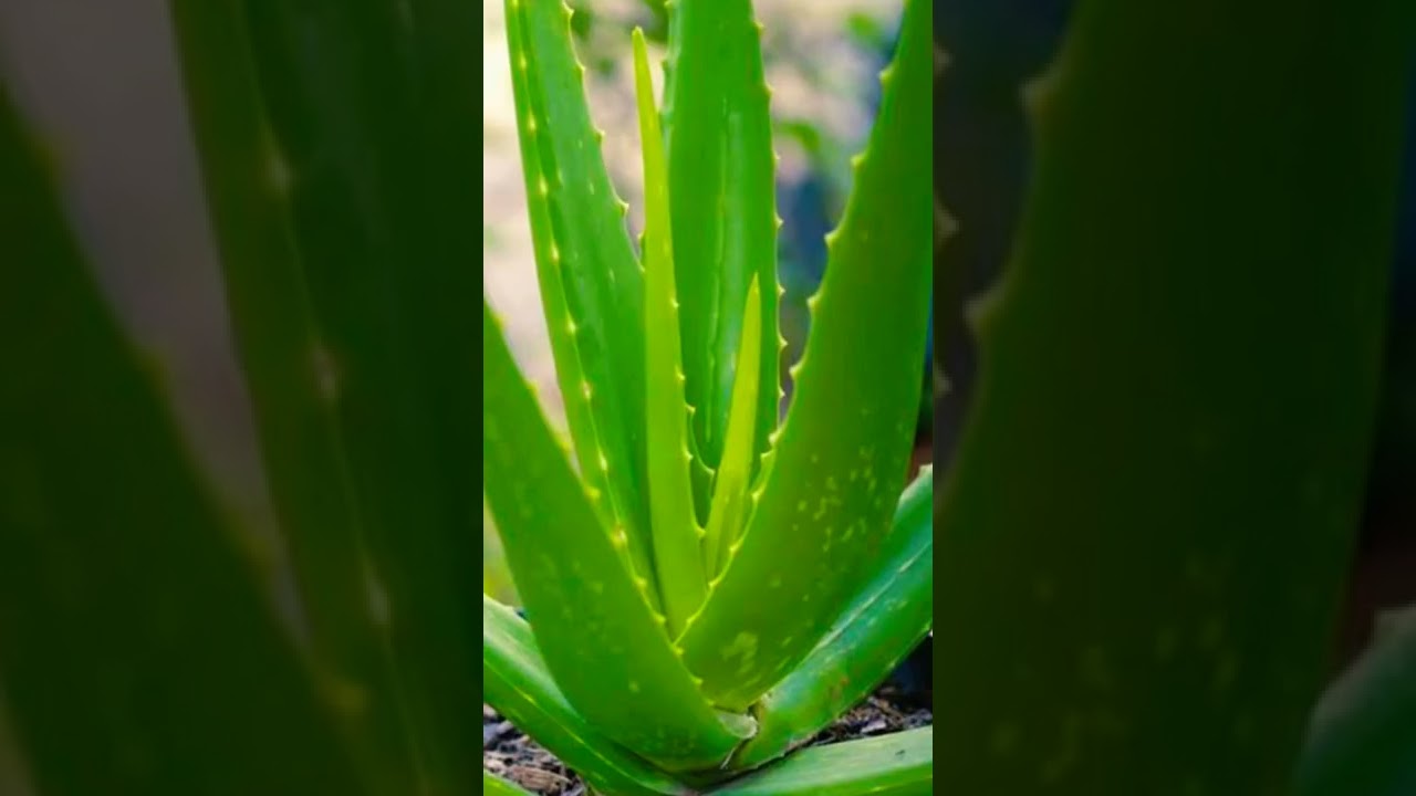 Plants to grow in house for good health.