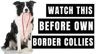 Border Collies Breed Portrait - What You NEED to Know Before Owning! by Animals Planet 55 views 2 years ago 6 minutes, 31 seconds