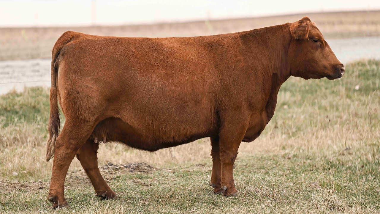 er Land and Cattle Lot 24 YouTube