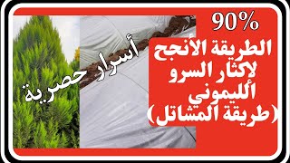 الطريقة الأنجح لزراعة السرو الليموني90%( طريقة المشاتل)، أسرار زراعة وإكثار السرو في المشاتل ج١