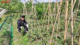 Importanța buruienilor în grădina de legume. Mulcirea solului în zonele secetoase