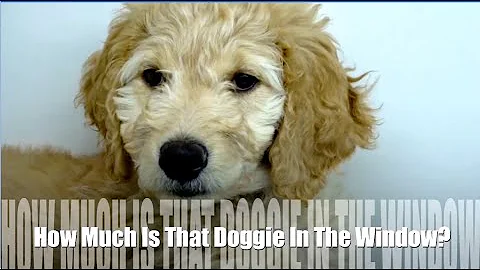 HOW MUCH IS THAT DOGGIE IN THE WINDOW SONG / Learn NAMES of 24 DOG BREEDS / EDUCATIONAL KID VIDEO