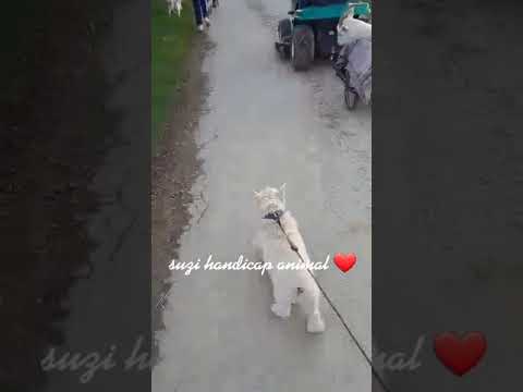 Petite Balade En Chien Et Ch Vre Handicap S