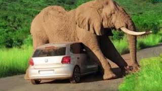 Funniest Animals 2021 🐼🐾 Try Not To Laugh 😁 FUNNY ANIMAL MOMENTS 2021 by AnimalKing 32 views 2 years ago 8 minutes, 27 seconds