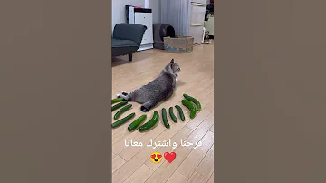 هل فعلا القطط تخاف من الخيار 