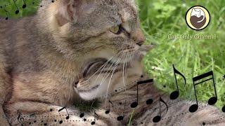 Relaxing Cat Music / Music to Give Your Cat Deep Peace / with Water Sounds