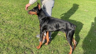 Doberman leash training 1st session by GS-K9 Academy  86 views 3 years ago 2 minutes, 32 seconds