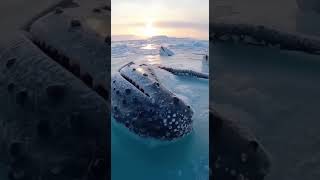 Frozen Ocean Tragedy!As the Arctic freeze spreads across the sea, powerful ocean current