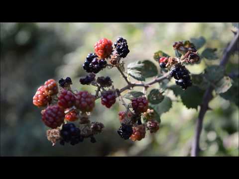 Βίντεο: Χαριτωμένο φρούτο βατόμουρο