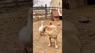 大鹅和大黄的爱恨情仇 #animals #百科密码 #科普