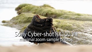 Sony Cyber-shot RX100 VII (RX100M7) Maximal Zoom Photo Samples