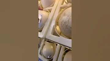 ابو تركي تفقيس بيض النعام 