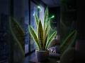 🌵 “Snake Plant रात में क्या करता है? 😨” #shorts