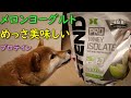 忖度なしガチンコレビューXTENDプロテイン メロンヨーグルト味 めちゃくちゃ美味しいと聞いたので5流格闘家が実際に飲んでみた