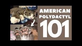 Top 10 Purr fect Facts About American Polydactyl Cats by puspusmeowmeow 65 views 1 month ago 1 minute, 12 seconds