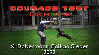 Dobermann Courage Test  on Kragujevac Sieger 2022 by Filip Lazarevic 2,935 views 2 years ago 5 minutes, 46 seconds