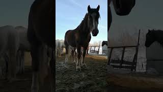 Horse Stallion Erection 473