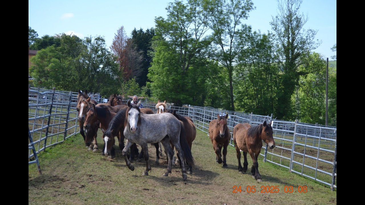 Feria de Ganado de San Vicente del Monte. 24 - 5  - 2025