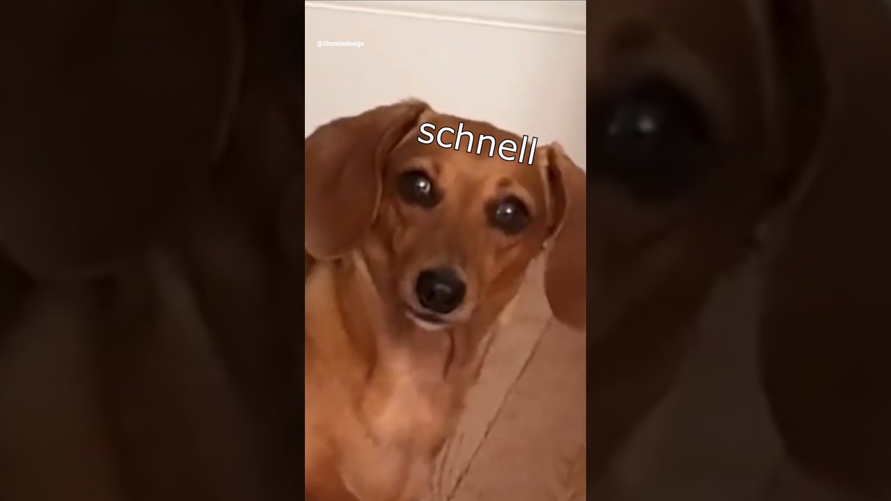 Die Dawgs läuten 