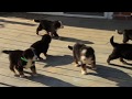 Bernese Mountain Dog Puppies For Sale Bernese Mountain Dog Puppies For Sale