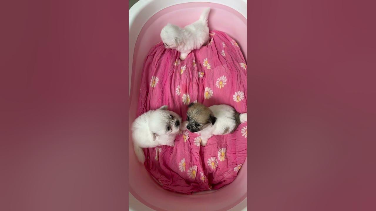 26-days-old-puppies-crying-for-food-now-they-know-what-time-food-is