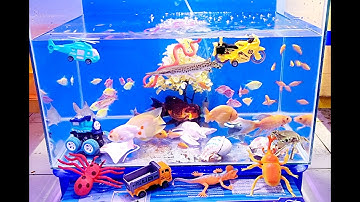 Tổng hợp các loại Cá Cảnh đẹp và động vật dể thương, cá sấu, Rắn, cua, cá chép, cá ranchu, ốc màu