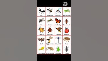 Insect name in english| insects name #english #insects #shorts