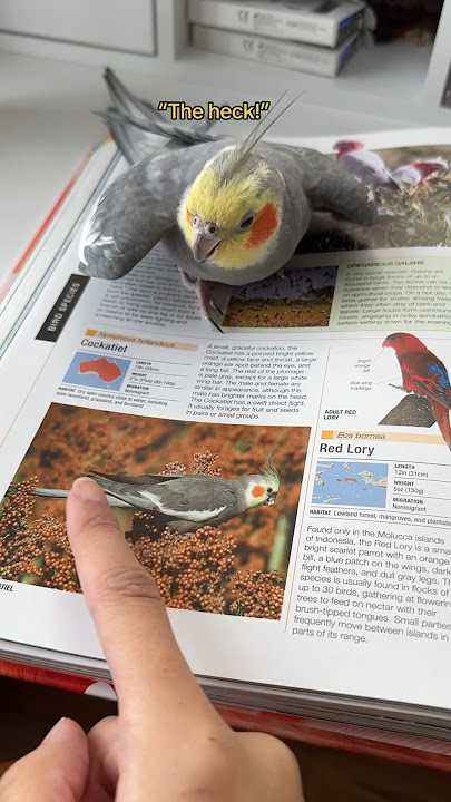 Do not pet other cockatiels! Real or pictured! #bird #yumyumthetiel #parrot