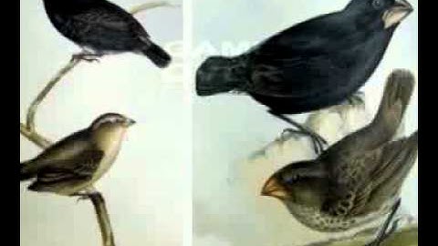 Charles Darwin vs Adam & Eve Mirror