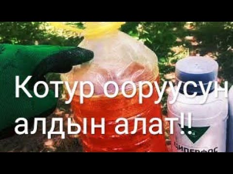 Video: Өрүк дарактарынын бактериялык рак оорусу – кара өрүктүн бактериялык белгилерин дарылоо