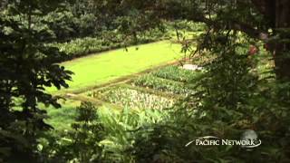 Hawaiian - The Legend of Kalo