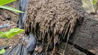 What Do Termite Nests Look Like