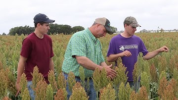 5 Things to Know about the Sugarcane Aphid: Scout Early & Often